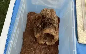 505414348_731199196115492_2074408254400480145_n